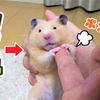 【ハムスター 動画】仕方なく両手でお手をするハムスターが可愛いすぎる！Shake my hand with hamster！