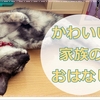 飼い主の不安が子猫に伝達!反省しつつ、子猫の成長は嬉しい私の話