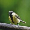 2月7日（水）：小鳥への説教
