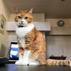 テレビを見せてくれない猫。