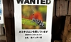 『WANTED カミキリムシ』今年もお願いします