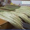 県北部 菊池地域でパンパスグラスの出荷最盛期