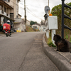 隣市西道沿いのねこさん