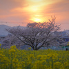 桜と菜の花の絶景★藤原宮跡