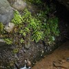 苔の探索：②カマサワゴケ