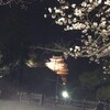 夜桜が綺麗だったな。