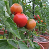 大玉トマトの初収穫
