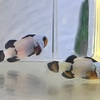 ブラックアイスオセラリス？