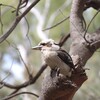 ワライカワセミ(Laughing Kookaburra)