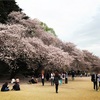 2016-04-08  新宿御苑にて桜を見ながら人生について考えてみた（№267）