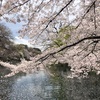 満開の桜に希望を託して