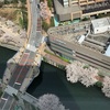 大崎の桜並木！！オフィスから見下ろすと花見客で賑わう目黒川沿い
