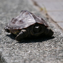 "教えたい" 人のための「数学講座」