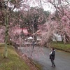 徳佐八幡宮の桜を見てきました。