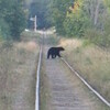  ベアー　と　遭遇