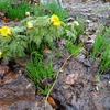 大雪の里にも春到来！山菜の恵みを楽しむ