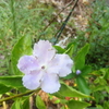 ニオイパンマツリ　開花
