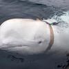 シロイルカスパイの衝撃！海の007が明かす5つの驚愕事実