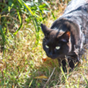 黒い子猫・北原白秋：黒猫は見た！無邪気な子猫が暴いた秘密のできごと