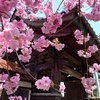 祇陀寺～ぽっくり地蔵とギダジベニ