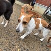 老犬ホームあん｜新人さん スノー^^