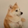 No.623 クリスティーナ （秋田犬 4歳位 ♀）