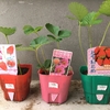 イチゴの苗を買ってみました