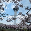 桜前線を追いかけて北上していった話