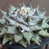 花牡丹モンスト系　夏越し優先