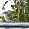 【野鳥観察】かわいい鳥にほっこり♪三木総合防災公園でバードウォッチング