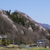 ドライブのヤマサクラ