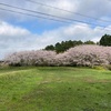 もう見納めかな？まだまだ桜見に行っちゃうよ