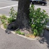 街路樹　根元　アメリカフウ