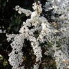 雪柳　白い花がたくさん咲いて　水滴特集　Spiraea　White flowers are blooming a lot　Waterdrop feature　