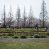 荒子川公園の桜　2018.4.1