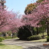 桜台の八重桜