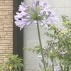 Agapanthus