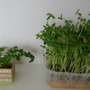 リボベジ🌱～8～