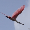 ベリーズ　クルックドツリー野生生物保護区の空中の鳥たち