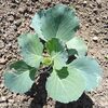 アブラナ科野菜苗の植付け