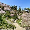 【善峯寺】雄大な山並みを彩る桜絶景！春の静かな山寺で気分爽快ハイキング