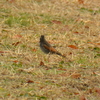 ジィちゃんと探鳥、小宮公園の野鳥（後半）/2021-12-12　みんなで探鳥、小宮公園の野鳥/2021-12--25