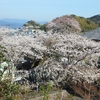 慈眼寺の桜