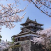 2025年の丸岡城桜まつり：歴史と自然が織りなす春の絶景