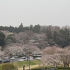 偕楽園・桜山の桜・・