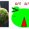 軽井沢星野リゾートの苔玉に一目惚れしたけれど…もう～これっきり