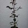 新苗の植え替え