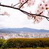 曇天の桜＠防府／桑山公園、他