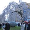 Cherry blossoms in Ueno park and   it is seen from people.