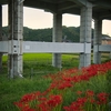 散歩道の彼岸花